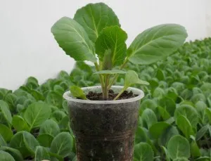 varză de Bruxelles Cultivarea varză de