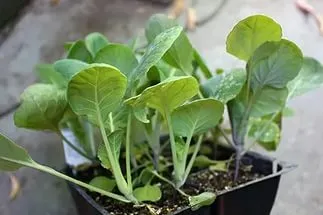 varză de Bruxelles Cultivarea varză de varză de Bruxelles Cultivarea varză de