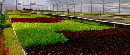 Salat cresc