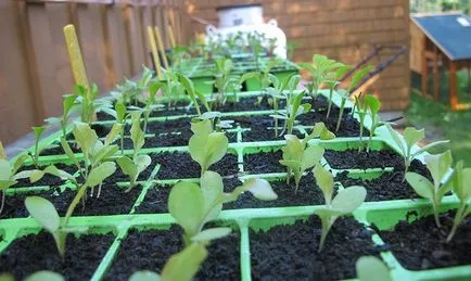 varză de Bruxelles Cultivarea varză de