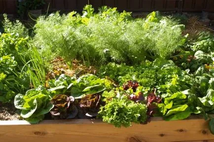 Salat cresc