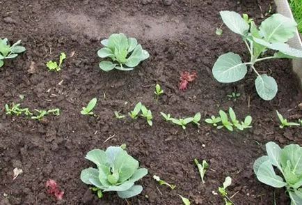 varză de Bruxelles Cultivarea varză de