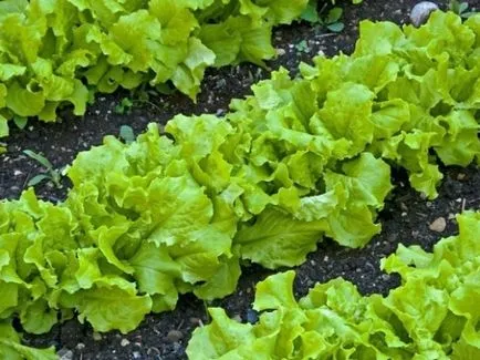 Salat cresc Salat cresc