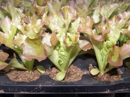 Salat cresc Salat cresc