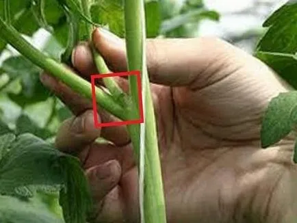 Cum de a vinde tomate Cum de a vinde tomate