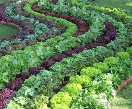Salat cresc