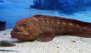 toothy cum ar fi