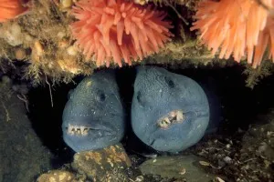 toothy cum ar fi