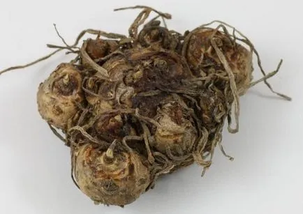 10 cele mai frecvente întrebări despre Cullen tuberoasă (plantare, îngrijire, depozitare) (îngrijire) 10 cele mai frecvente întrebări despre Cullen tuberoasă (plantare, îngrijire, depozitare)