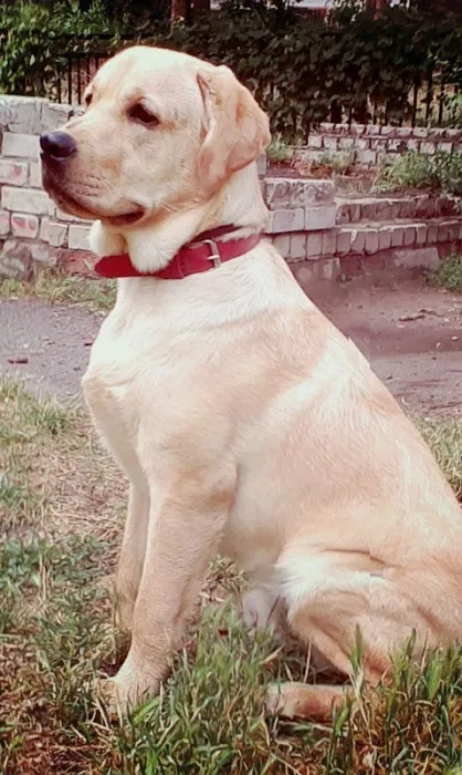 27 Fotografii, dovedind că Labrador - Cel mai bun prieten al omului (Labrador) 27 Fotografii, dovedind că Labrador - cel mai bun prieten al omului