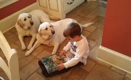 27 Fotografii, dovedind că Labrador - Cel mai bun prieten al omului (om) 27 Fotografii, dovedind că Labrador - cel mai bun prieten al omului