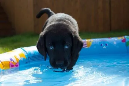 27 Fotografii, dovedind că Labrador - Cel mai bun prieten al omului (om) 27 Fotografii, dovedind că Labrador - cel mai bun prieten al omului
