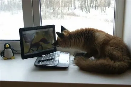5 Cele mai uimitoare specii de animale crescute de om - faktrum (faktrum) 5 Cele mai uimitoare specii de animale crescute de om - faktrum