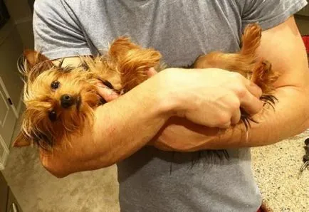 21 Motivul pentru care nu ar trebui să înceapă un Yorkshire Terrier