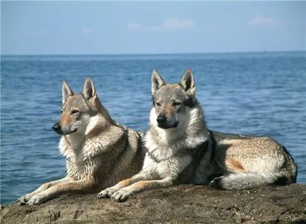 5 Cele mai uimitoare specii de animale crescute de om - faktrum (animale) 5 Cele mai uimitoare specii de animale crescute de om - faktrum