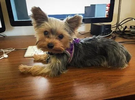 21 Motivul pentru care nu ar trebui să înceapă un Yorkshire Terrier