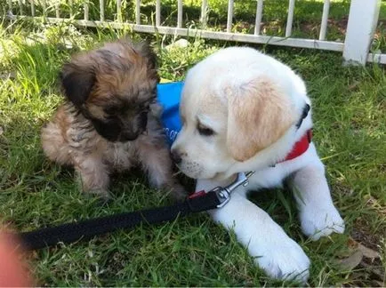 27 Fotografii, dovedind că Labrador - cel mai bun prieten al omului (prieten) 27 Fotografii, dovedind că Labrador - cel mai bun prieten al omului