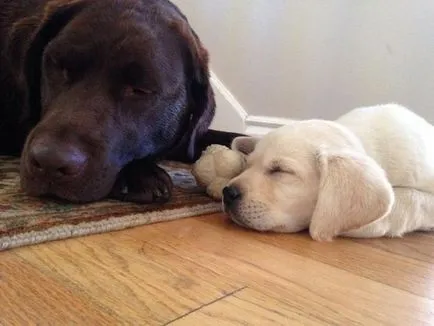 27 Fotografii, dovedind că Labrador - Cel mai bun prieten al omului (om) 27 Fotografii, dovedind că Labrador - cel mai bun prieten al omului