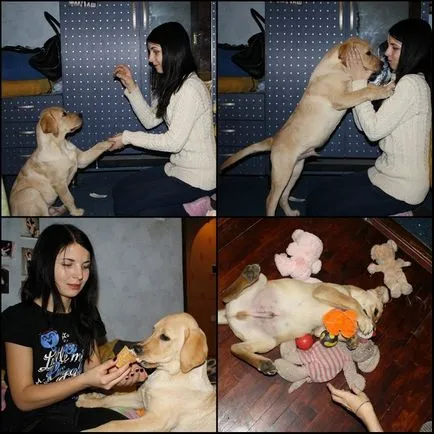 27 Fotografii, dovedind că Labrador - Cel mai bun prieten al omului (poze) 27 Fotografii, dovedind că Labrador - cel mai bun prieten al omului