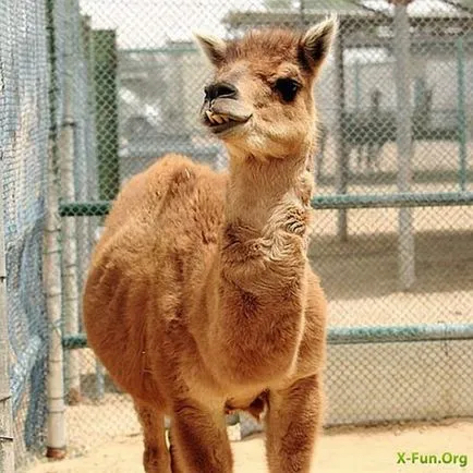5 Cele mai uimitoare specii de animale crescute de om - faktrum (roci) 5 Cele mai uimitoare specii de animale crescute de om - faktrum