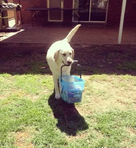 27 Fotografii, dovedind că Labrador - Cel mai bun prieten al omului (poze) 27 Fotografii, dovedind că Labrador - cel mai bun prieten al omului