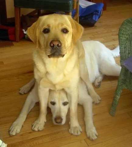 27 Fotografii, dovedind că Labrador - cel mai bun prieten al omului (prieten) 27 Fotografii, dovedind că Labrador - cel mai bun prieten al omului