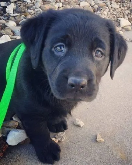 27 Fotografii, dovedind că Labrador - Cel mai bun prieten al omului (om) 27 Fotografii, dovedind că Labrador - cel mai bun prieten al omului