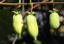 Actinidia - o descriere a proprietăți utile; soiurile și fotografiile acestora; cultivare (plantare și întreținere) (plantare) Actinidia - o descriere a proprietăți utile; soiurile și fotografiile acestora; cultivare (plantare și întreținere)