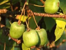 Actinidia - o descriere a proprietăți utile; soiurile și fotografiile acestora; cultivare (plantare și întreținere) (Actinidia) Actinidia - o descriere a proprietăți utile; soiurile și fotografiile acestora; cultivare (plantare și întreținere)