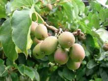 Actinidia - o descriere a proprietăți utile; soiurile și fotografiile acestora; cultivare (plantare și întreținere) (descriere Actinidia) Actinidia - o descriere a proprietăți utile; soiurile și fotografiile acestora; cultivare (plantare și întreținere)