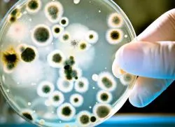 bacterii aerobe