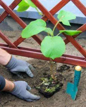 Actinidia - o descriere a proprietăți utile; soiurile și fotografiile acestora; cultivare (plantare și întreținere) (foto) Actinidia - o descriere a proprietăți utile; soiurile și fotografiile acestora; cultivare (plantare și întreținere)