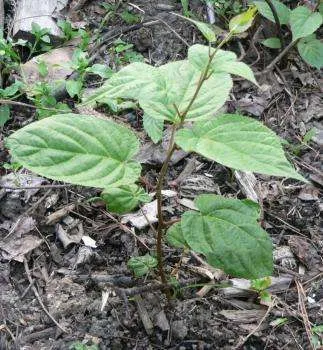 Actinidia - o descriere a proprietăți utile; soiurile și fotografiile acestora; cultivare (plantare și întreținere) (soiurile Actinidia) Actinidia - o descriere a proprietăți utile; soiurile și fotografiile acestora; cultivare (plantare și întreținere)