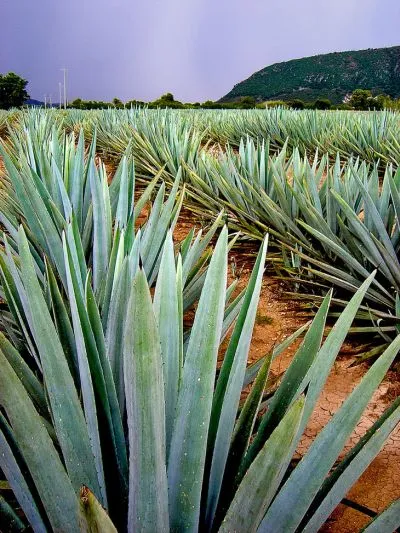 Agave Azul - planta mexicana din care tequila - Ghid de călătorie - lume (tequila) Agave Azul - planta mexicana din care tequila - Ghid de călătorie - lumea