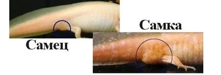 Condițiile Axolotl de detenție și îngrijire, foto și video de revizuire