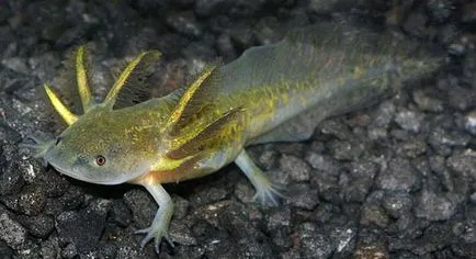 Condițiile Axolotl de detenție și îngrijire, foto și video de revizuire