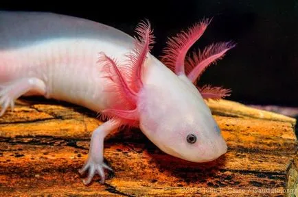 Condițiile Axolotl de detenție și îngrijire, foto și video de revizuire