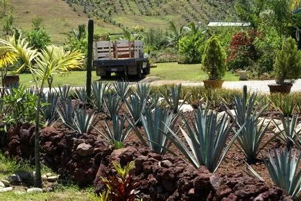 Agave Azul - planta mexicana din care tequila - Ghid de călătorie - lumea (Tequila Agave) Agave Azul - planta mexicana din care tequila - Ghid de călătorie - lumea