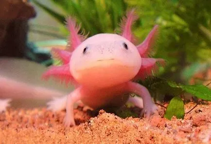 Condițiile Axolotl de detenție și îngrijire, foto și video de revizuire