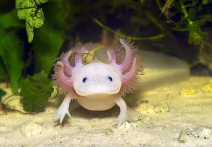 Condițiile Axolotl de detenție și îngrijire, foto și video de revizuire