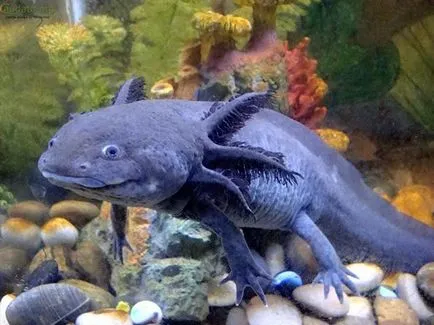 Condițiile Axolotl de detenție și îngrijire, foto și video de revizuire