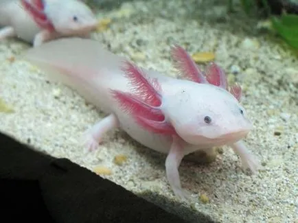 Condițiile Axolotl de detenție și îngrijire, foto și video de revizuire