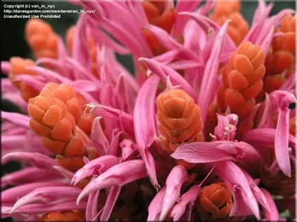 Aphelandra (Aphelandra)