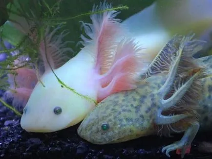 Condițiile Axolotl de detenție și îngrijire, foto și video de revizuire