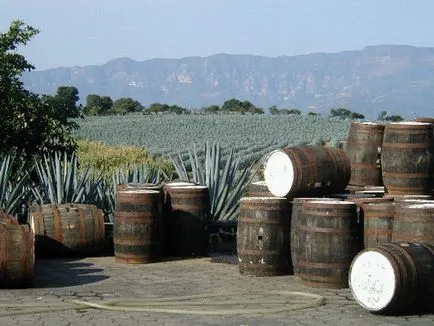 Agave Azul - planta mexicana din care tequila - Ghid de călătorie - lume (Jalisco) Agave Azul - planta mexicana din care tequila - Ghid de călătorie - lumea