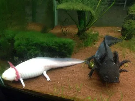 Axolotl - larvă ambistomy