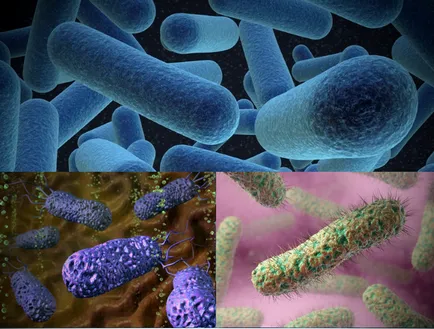 bacterii aerobe și microorganisme pentru septic