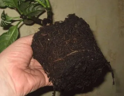Aphelandra toate nuanțele de îngrijire pentru flori în casa foto și video