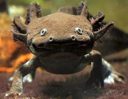 Condițiile Axolotl de detenție și îngrijire, foto și video de revizuire