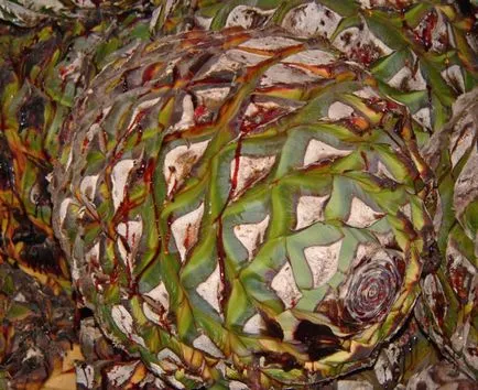 Agave Azul - planta mexicana din care tequila - Ghid de călătorie - lume (Jalisco) Agave Azul - planta mexicana din care tequila - Ghid de călătorie - lumea